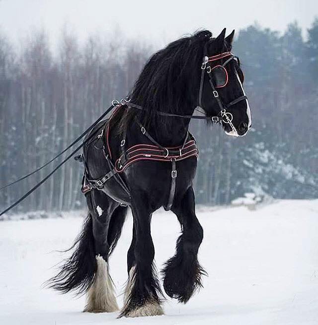shire horse breed